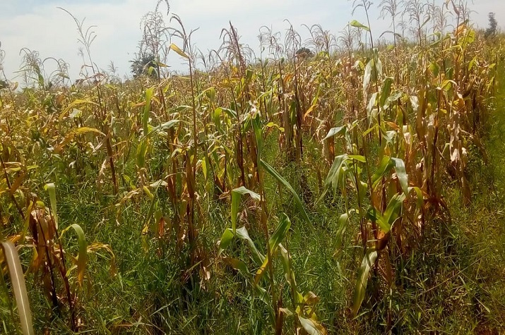 Roubo nas lavras agrava fome no Bié