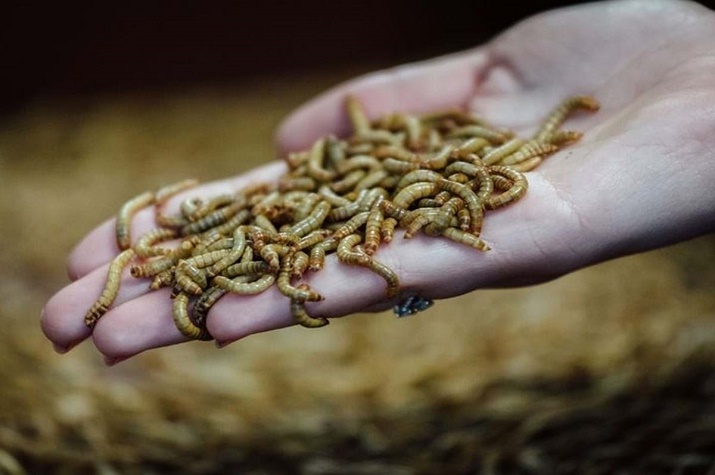 UE aprova primeiro produto derivado de insectos para consumo humano