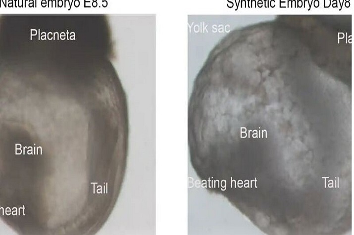 Cientistas criaram "embriões sintéticos", sem recurso a esperma, óvulos ou fertilização