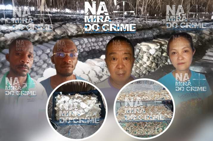 Recolhido às celas chineses que ‘fabricam’ cogumelos a base de palha de madeira, sapupú e farelo de galinha