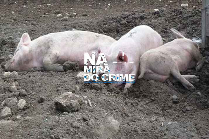 Peste suína: Instituto dos Serviços de Veterinária proíbe o consumo e comercialização de carne suína na Humpata