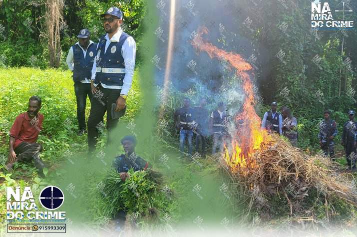 SIC destrói lavra com mais de 2 hectares de liamba na fronteira com a RDC  