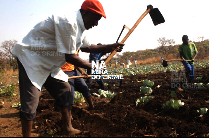 No centro de Angola: Ladrões estão a roubar produtos agrícolas para vender no Grupo Carrinho