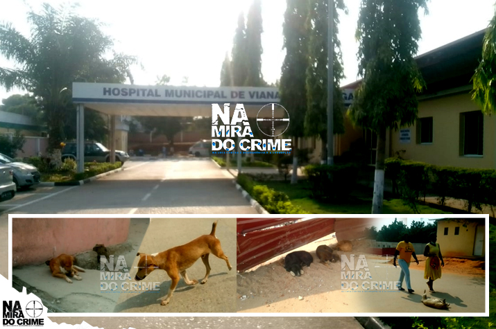 Comem e dormem juntos: Cães vadios dividem pátio do hospital do Capalanga com familiares dos doentes  