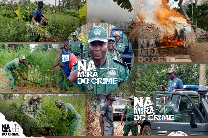 "Operação Vassoura" destrói 10 hectares de cultivo de liamba em Mbanza Kongo