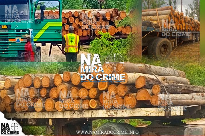 Investigação Criminal no Huambo apreende mais de 150 touros de eucaliptos