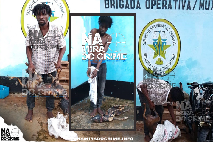 SIC detém comerciante de carne de cão que simulava ser “cabrité”