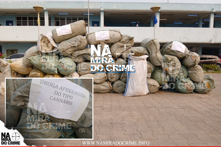 SIC incinera mais de uma tonelada e meia de liamba
