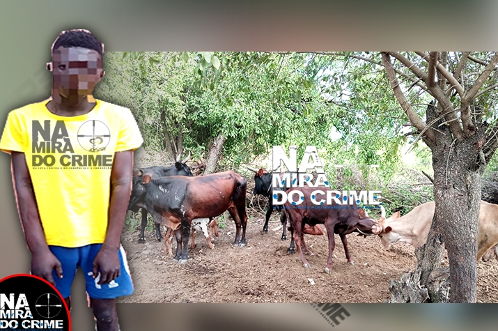 Jovem de 25 convida amigos para roubarem cabeças de gado do seu pai e abusam sexualmente a prima que tratava dos animais