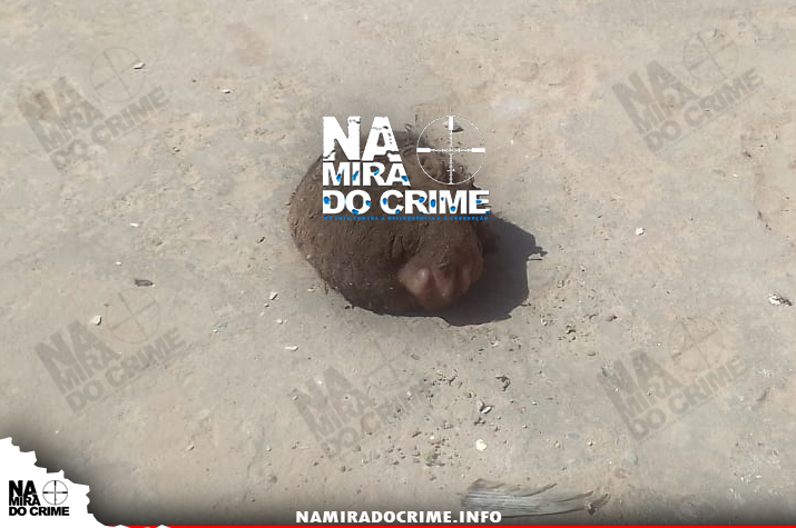 Cabeça de uma criança encontrada no quintal de uma residência no bairro Catepa