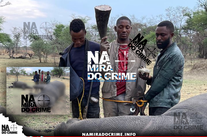 Namibianos e angolano detidos na Huíla por abate e tráfico de chifres de rinoceronte