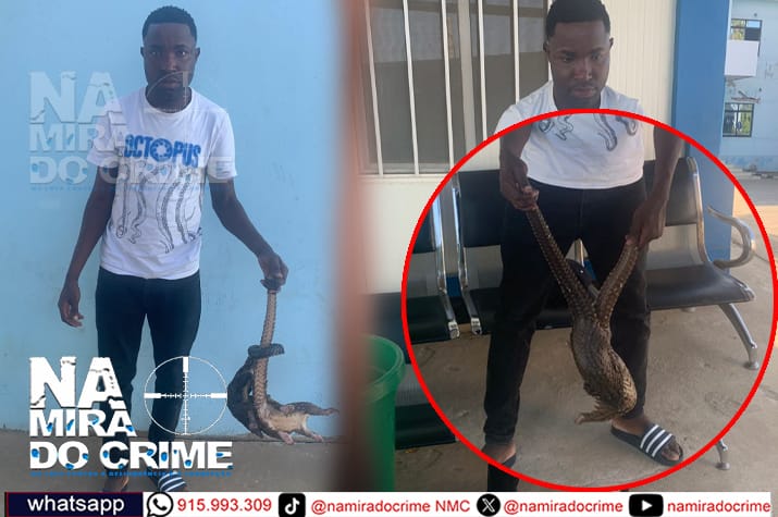 Ia faturar 700 mil kwanzas: Detido jovem que comercializava dois Pangolins em Calumbo