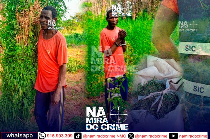 SIC desativa 15 hectares de produção de liamba e detém um dos maiores cultivadores da droga em Malanje
