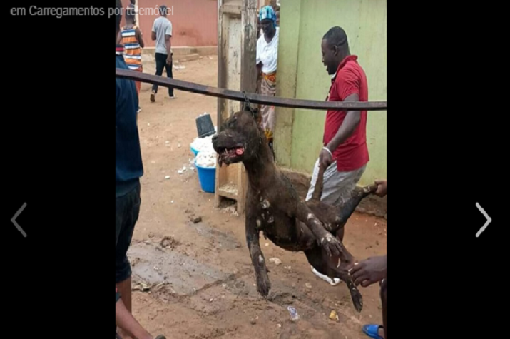 Pitt Bull mata criança de 4 anos no Golfo 2