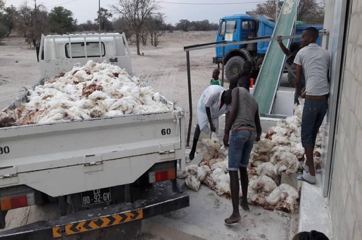 Falta de água mata mais de 16 mil galinhas no Cunene